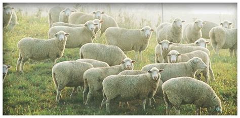 American Sheep Industry | Sheep breeds, Sheep, Heritage breeds