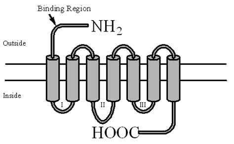 Lesson 7: Membrane Receptors Flashcards | Quizlet