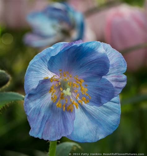 Blue Poppies – 2014 | Beautiful Flower Pictures Blog