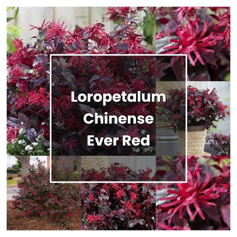 How to Grow Loropetalum Chinense Ever Red - Plant Care & Tips | NorwichGardener