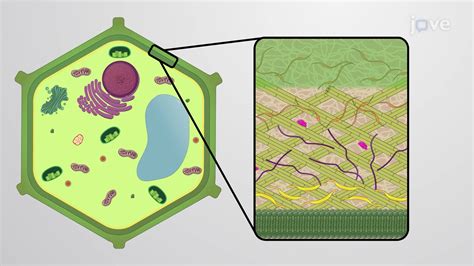 Plant Cell Wall - Concept | Cell Biology | JoVe