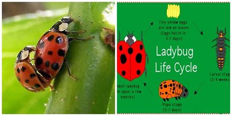 Mr. Ladybug