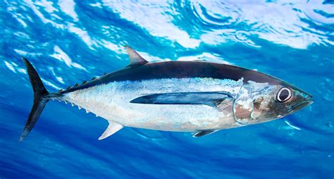 Bumble Bee Foods and FCF Partner with Ocean Outcomes to Improve Longline Tuna Fisheries