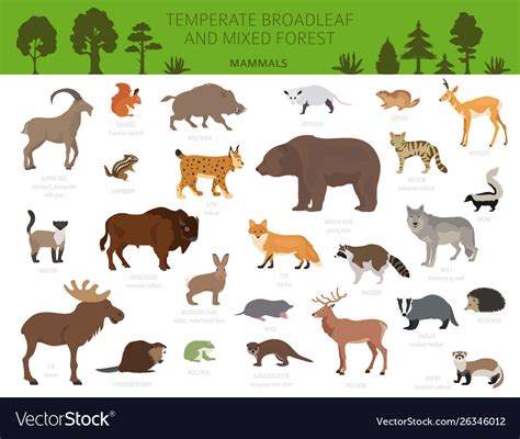 Temperate broadleaf forest and mixed forest biome Vector Image