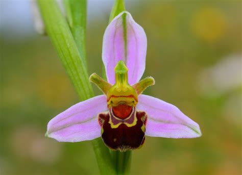 Bee Orchid