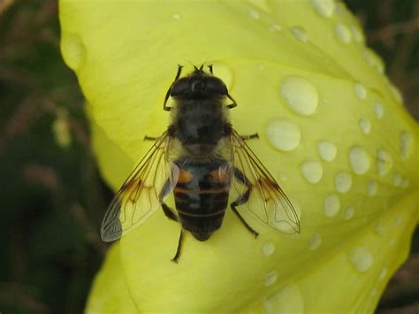 Pin by Maryann Smale on Bees Wasps Ants | Bee, Bees and wasps, Honey bee