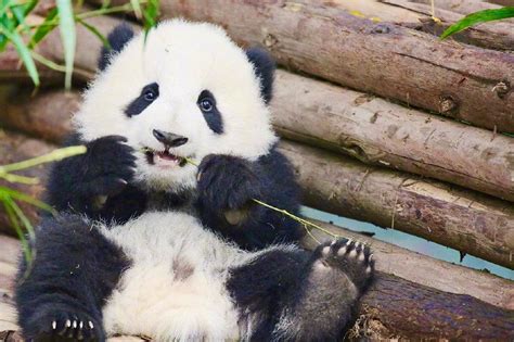 Chengdu Research Base of Giant Panda Breeding | % ΔRΔBICΔ