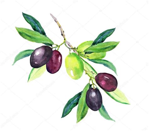 Olive branch - green, black olives. Watercolor — Stock Photo © zzzorikk #114902624