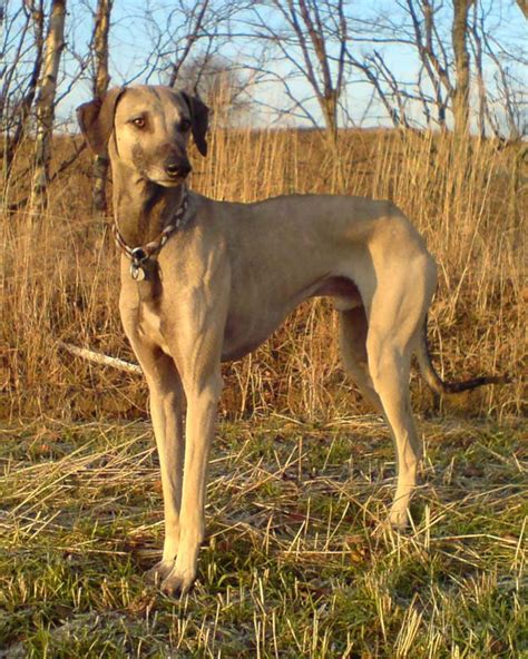 Sloughi Information - Dog Breeds at thepetowners