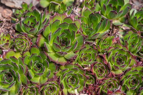 How to Grow Hens and Chicks (Sempervivum tectorum)