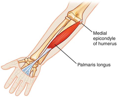 Muscle of the Day: Palmaris Longus — Experience Physical Therapy ...