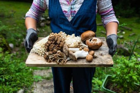 Adaptogenic Mushrooms: One of the Best Ways to Relieve Your Stress!