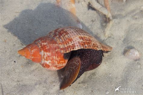 A Guide to Ethical Shell Collecting | Travel For Wildlife