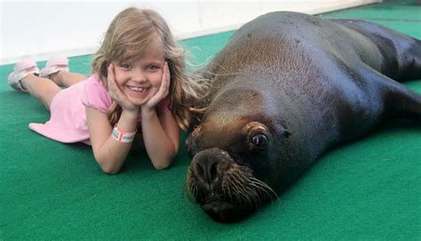 Sea Lion Encounter | Coral World Ocean Park