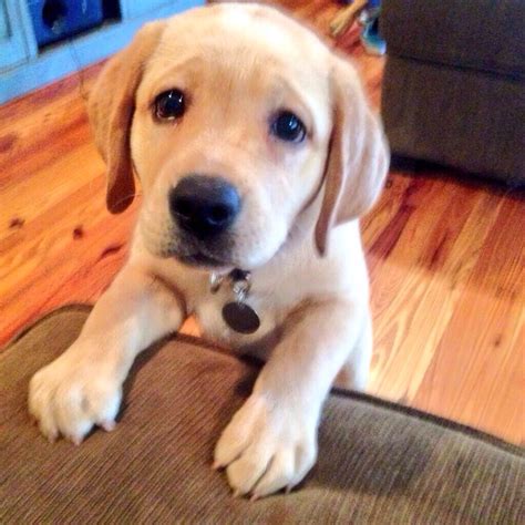 15 Cute Labrador Puppies Make You Smile