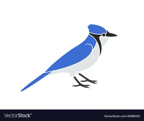 Blue jay Royalty Free Vector Image - VectorStock