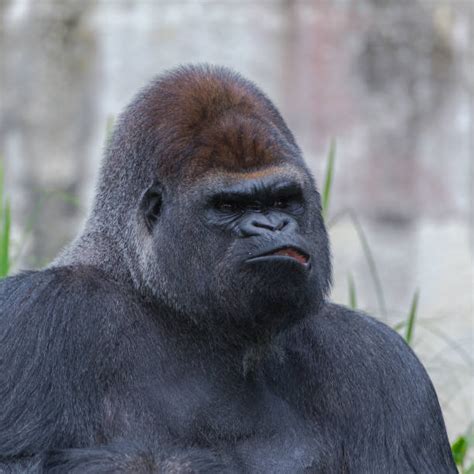 Fat Black Gorilla Stock Photos, Pictures & Royalty-Free Images - iStock