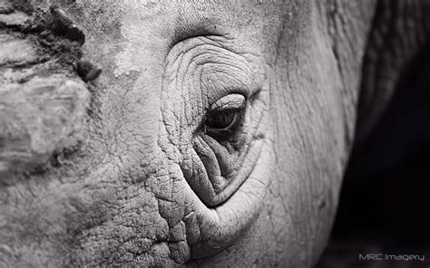 Rhinoceros Eye Close-Up wallpaper | 1920x1200 | #14111