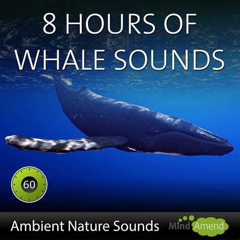 Mind Amend - Deep Water Whale Sounds | iHeart