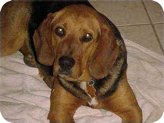 Inga: SPONSORED | Adopted Dog | Buffalo, NY | Bloodhound/Beagle Mix