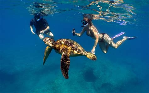 oahu hawaii snorkel tour 2 | Oahu, Snorkeling, Hawaii