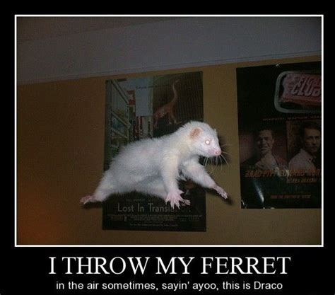 Ferret | Harry potter memes, Harry potter jokes, Harry potter funny