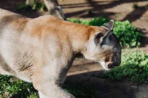 Close-Up Shot of a Lioness · Free Stock Photo