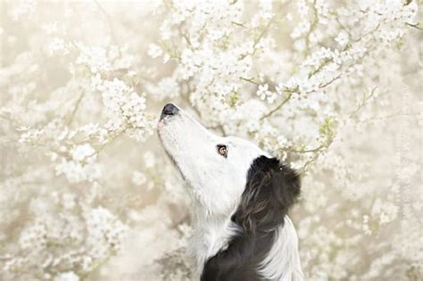 LOOKING UP, DOG, CUTE, UP, LOOKING, HD wallpaper | Peakpx