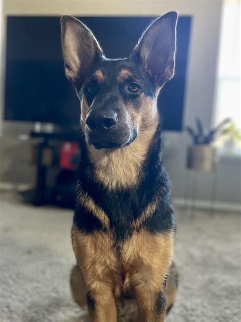 This is what a half Cattle Dog & half German Shepherd mix looks like 🥰 : r/AustralianCattleDog