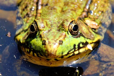 Frog Face Free Stock Photo - Public Domain Pictures