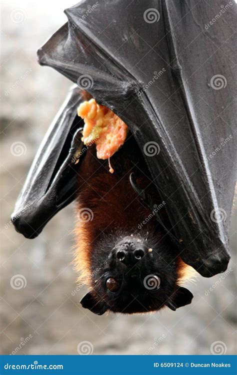 Fruit Bat With Food Stock Images - Image: 6509124