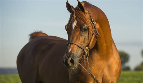 Oldest Breeds of Horse - Helpful Horse Hints