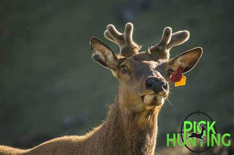 Do Female Reindeer Have Antlers? [Secret Facts & Answer]