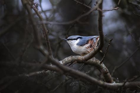 Eurasian Nuthatch: Field Guide, Pictures, Habitat & Info - Optics Mag