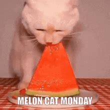 Cat Monday GIFs | Tenor