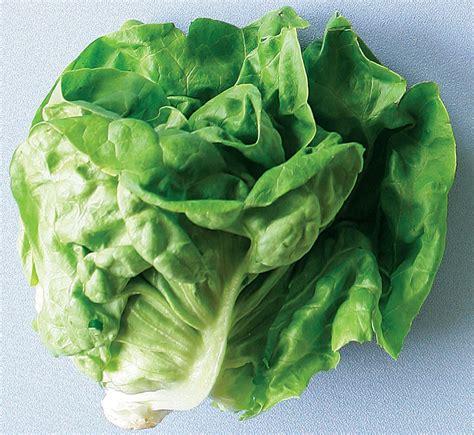 Lettuce - Types, Nutrition Facts, Calories, Carbs - Health Benefits