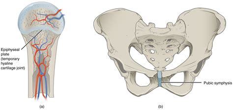 Type Of Joint Found In The Knee And Elbow - koibana.info | Body organs ...