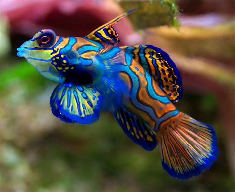 Mandarin Fish - Fishes World - HD Images & Free Photos