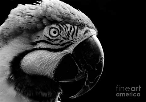 Macaw Parrot Portrait Black And White Painting by Sue Harper