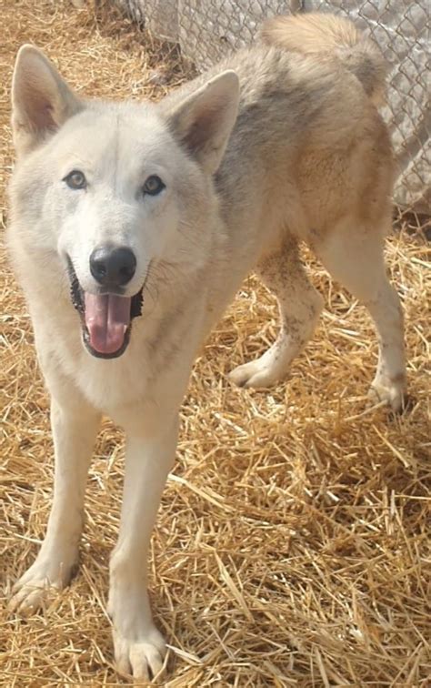 Lycan (URGENT) - Shy Wolf Sanctuary