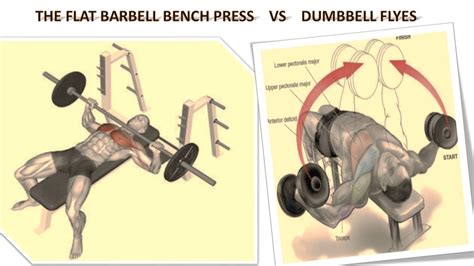 BARBELL BENCH PRESS vs. DUMBBELL FLYES