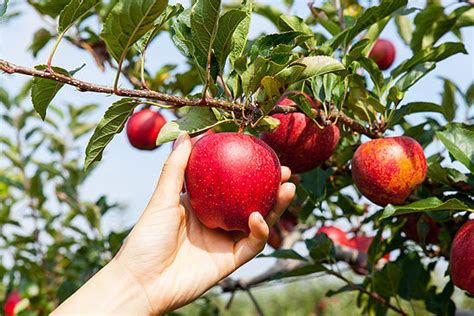 U-Pick Apples - Tanners Orchard