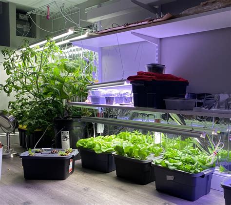 My basement setup. 5 generations of kratky lettuce a week apart (3 in tubs, one picked and one ...