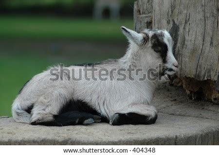 Baby Goat Sleeping Stock Photo 404348 : Shutterstock