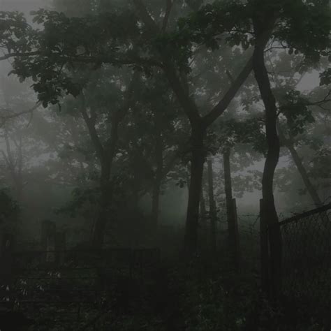 foggy forest with trees and fence in the foreground