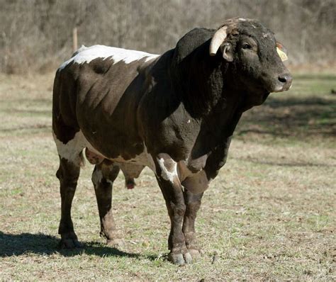 Cat Ballou carries on in the tradition of hard-to-ride rodeo bulls