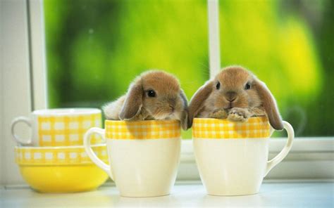 Cute Bunny Wallpapers - Wallpaper Cave