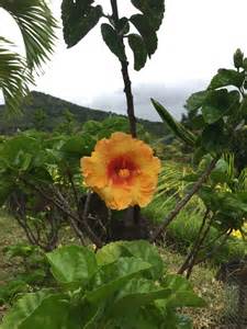 Hibiscus at Chamarel, Mauritius | Mauritius island, Mauritius, Indian ocean