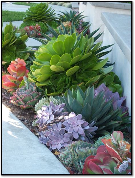 Events | Succulent landscaping, Succulent garden design, Small front ...