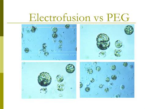 (PDF) Electrofusion vs PEG - BTX Online€¦ · Electrofusion vs PEG. Cell fusion Applications Major ...